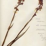 Anacamptis palustris Floare