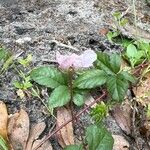 Rubus trivialis 花