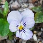 Viola tricolor花