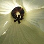 Abelmoschus moschatus Fleur
