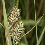 Carex buxbaumii Плід