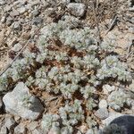 Paronychia capitata Habit