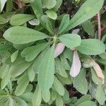 Euphorbia neriifolia Blad