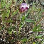 Trifolium willdenovii Агульны выгляд