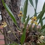 Maxillaria porrecta Flor