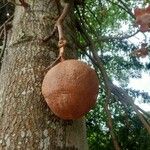 Couroupita guianensis Fruit