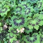 Geranium phaeum Lehti