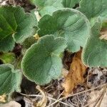 Asarina procumbens Folha