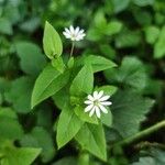 Stellaria nemorum Flower