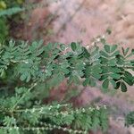 Pterolobium stellatum Leaf