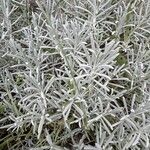 Lavandula × intermedia Leaf