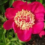 Paeonia lactifloraBlodyn