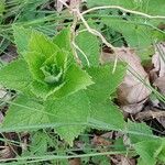 Campanula lactiflora Leaf