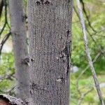 Salix myrsinifolia Bark