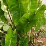 Philodendron acutatum Leaf
