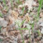 Carex montana Cvet