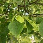 Tilia cordataFlower