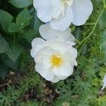 Rosa arvensis Blomst