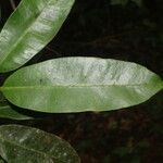 Aspidosperma album Leaf