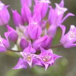 Allium acuminatum Flor