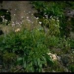 Lewisia congdonii 整株植物