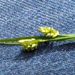 Carex pallescens Fruit