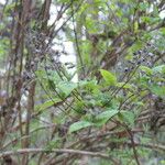 Deutzia longifolia Листок