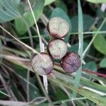 Camonea umbellata Fruto