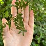 Clianthus puniceus Hoja