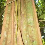 Lecointea amazonica Bark