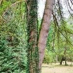 Torreya californica Hábito