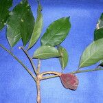 Guarea macrophylla 整株植物