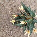 Begonia boliviensis Cvet