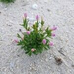 Centaurium littorale Fleur