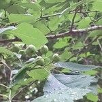 Crataegus viridis ফল