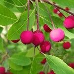 Ilex mucronata Fruit