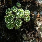 Saxifraga paniculata Blad