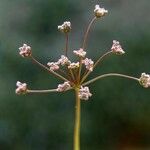 Bunium ferulaceum Fleur