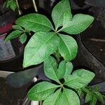 Ipomoea cairica Leaf