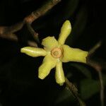 Guatteria dolichopoda Fruit