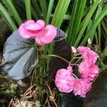 Begonia cucullata cv. 'Doublet Rose Pink' Hábito