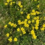 Potentilla pusilla Fiore