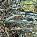 Elaphoglossum engelii Leaf