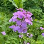 Hesperis matronalisKvět