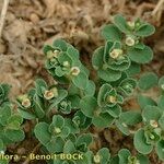 Euphorbia chamaesyce Diğer