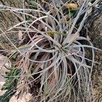 Tillandsia pohliana 果實