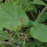 Matelea obliqua Feuille