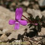 Viola cazorlensis പുഷ്പം