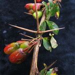 Berberis thomsoniana Habitat