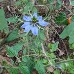 Nigella sativa ফুল